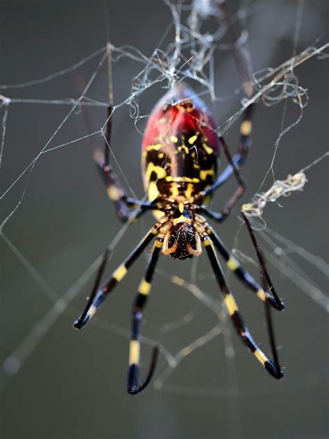 Scariest Looking Spider In The World