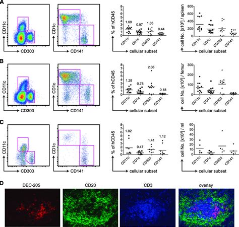 Human Dc Subsets In Hunsg Mice A Flow Cytometric Staining Of Cd C