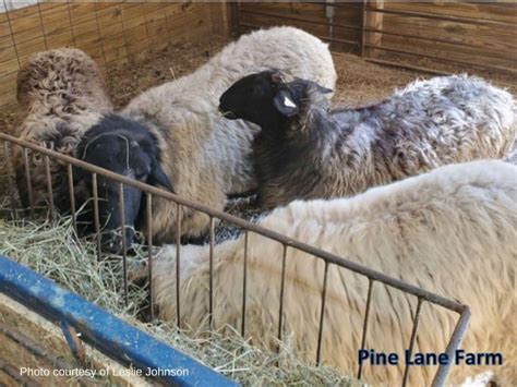 American Karakul Sheep: A Unique Heritage Breed