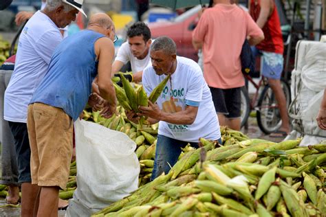 Começa a programação do milho no Ceasa PE Local Diario de Pernambuco