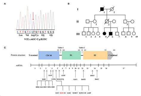 Genetic Information Of The Valosin Containing Protein Vcp Mutation