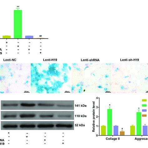 Effects Of H19 Overexpression And Silencing On PL Induced Chondrogenic