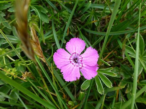 Flower Alpine Plant Close Up - Free photo on Pixabay - Pixabay