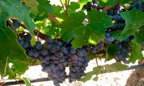 La Vendimia En Ribera De Duero El Blog De Pilar Velarde