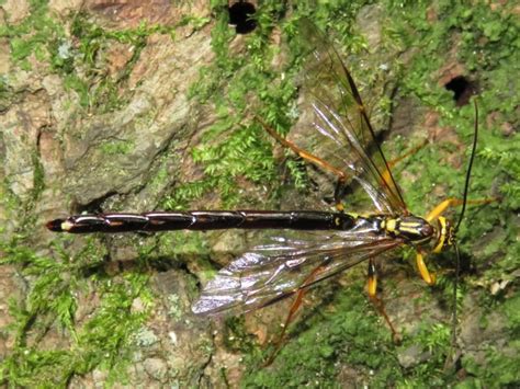 Toronto Wildlife More Megarhyssa Atrata Wasps