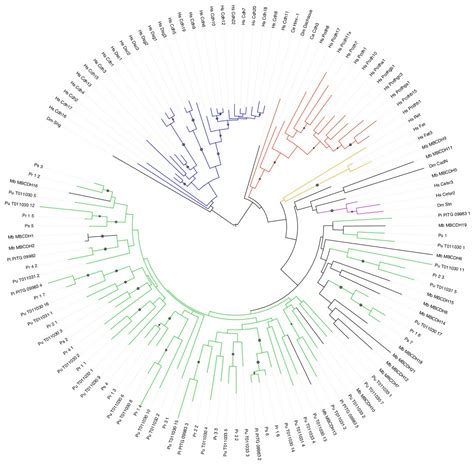 Genome Sequence Of The Necrotrophic Plant Pathogen Pythium Ultimum Reveals Original