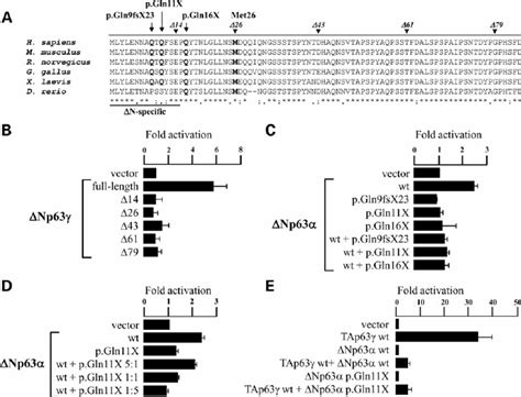 Transactivational Activity In The N Terminus Of D Np63 Isoform A