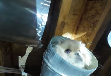 Cani E Gatti In Chiesa Richiesta De Fedeli Di Santa Gemma Galgani