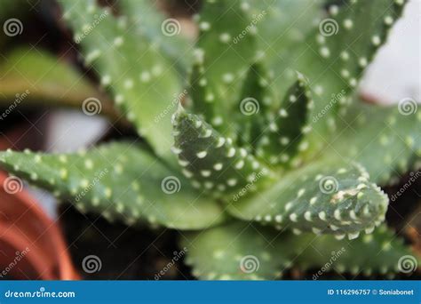 Beautiful And Colorful Haworthia Pots Stock Image Image Of Detail