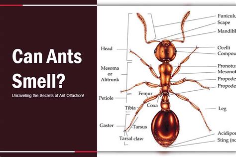 Can Ants Smell The Secret Behind Their Sense Of Smell