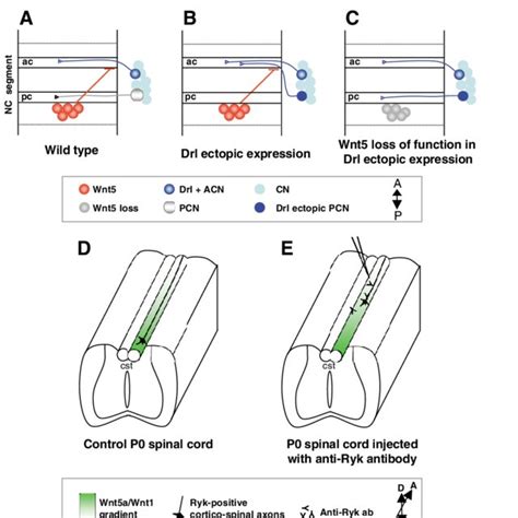 Wnt Drl Ryk Mediates Axon Repulsion In The Drosophila Nerve Cord And