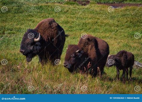 Mom Dad And Baby Bisons Stock Image Image Of Baby 159306363