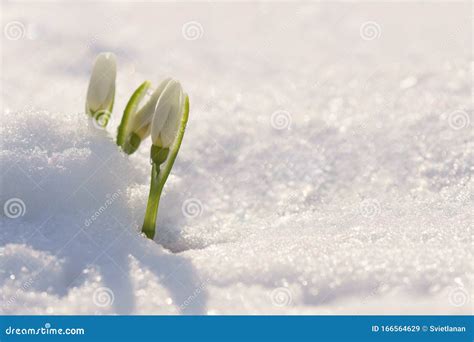 First snowdrops in snow stock image. Image of snowdrops - 166564629