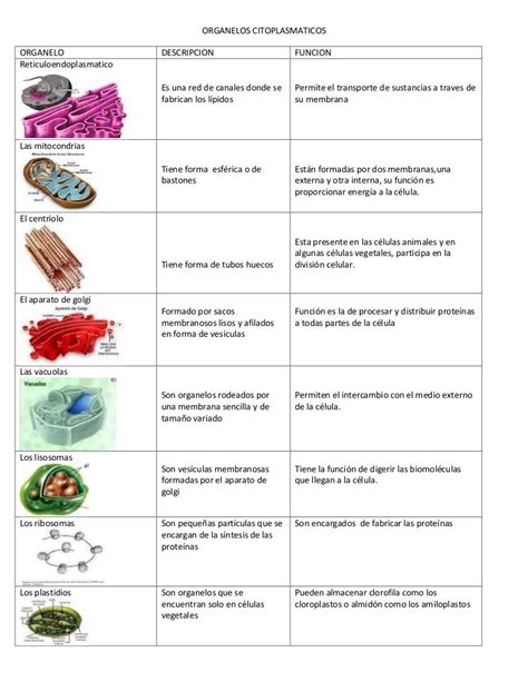 Funciones De Los Organelos De La Celula Compartir Celular