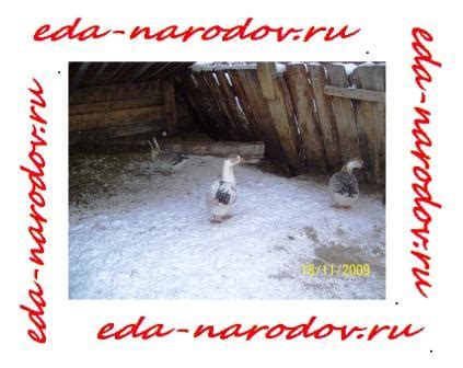 ЯИЧНИЦА - куринная или гусинная С ПОМИДОРАМИ | eda-narodov.ru