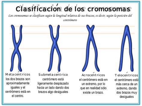 CIENCIAS PARA MI ALUMNADO CROMOSOMAS HOMÓLOGOS CARIOTIPO CICLO CELULAR