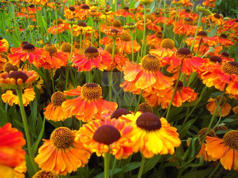 Helenium flowers by Thlimbob on DeviantArt