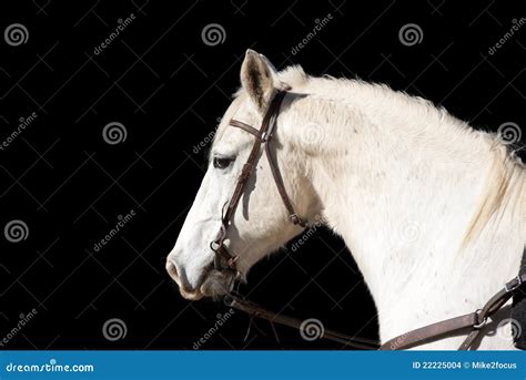 Cheval Blanc Sur Le Fond Noir Photo Stock Image Du Paisible Coureur