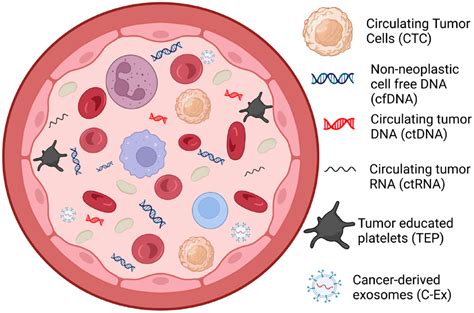 Circulating Tumor Dna In Early Stage Colon Cancer Ready For Prime Time