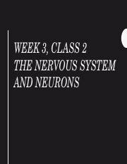 Understanding The Nervous System Neurons Functions And Course Hero