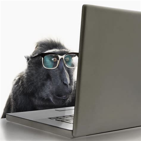 Monkey Wearing Spectacles Using Laptop Computer Photograph