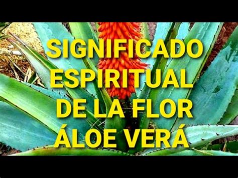 Descubre El Profundo Significado Espiritual De La Flor De Aloe Vera