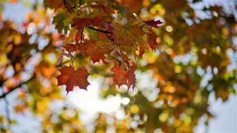 Tis The Season For The Delightfully Interactive Fall Foliage Map