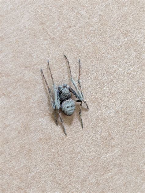 Unidentified Spider In Dwarskersbos Western Cape South Africa South Africa