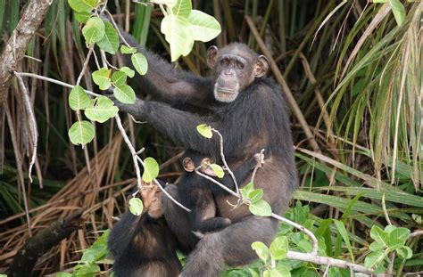 As the drum beats, so the dance goes: River Gambia National Park