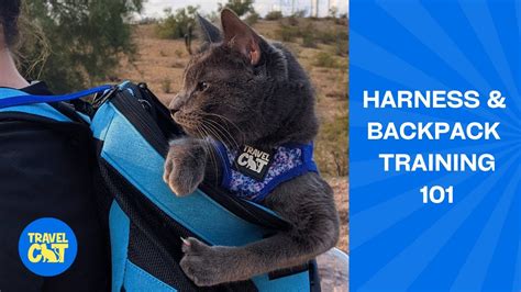 How To Harness And Backpack Train Your Cat Travel Cat Furriends