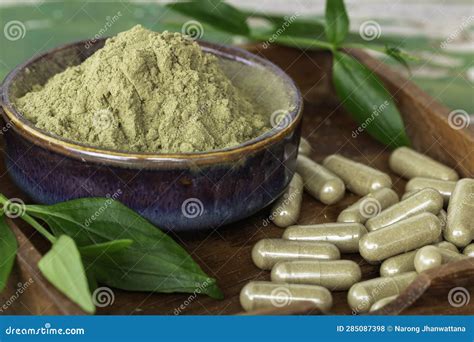 Andrographis Paniculata Extract Powder In Ceramic Bowl Stock Photo