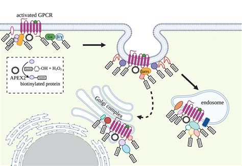 APEX Based PL MS Can Capture The Spatiotemporal Dynamics Of A GPCR