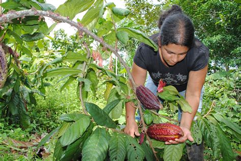 Red Nacional De PequeÑos Productores De Cacao AgruparÁ A MÁs De 40 Asociaciones Consolidacion