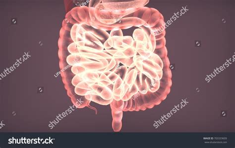 3d Illustration Human Body Digestive System Stock Illustration 703333609