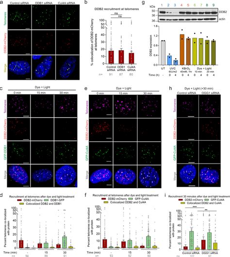 DDB2 Binds Sparse Telomeric 8 OxoG Independently Of The DDB1 Cul4A RBX1