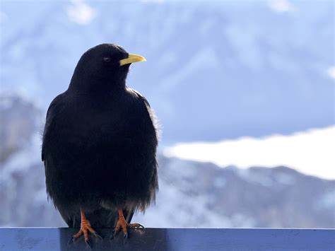 Chough Birds: Characteristics, Habitat, and Behavior – Bird Watching Pros