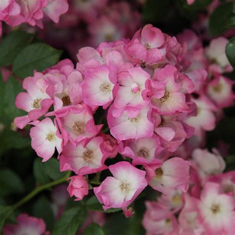 Роза Балерина Фото И Описание – Telegraph