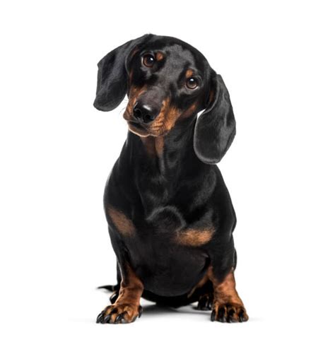 55000 Sausage Dogs Stock Photos Pictures And Royalty Free Images Istock