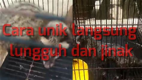 Cara Menjinakan Musang GALAK Jadi Lungguh YouTube