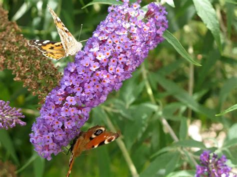 Buddleia (Butterfly Bush) – A to Z Flowers