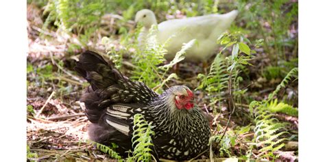 Vogelgriep Bij Kippen In De Tuin De Kippenclub