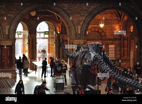 Dinosaur Skeleton In Central Hall At Natural History Museum Cromwell