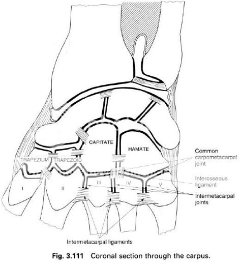 Complete Soccer Training: The common carpometacarpal joint