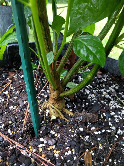 Future Bonchi - Tobasco Peppers = Awesome on a Bonchi! : r/Bonchi