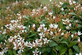 Indian Hawthorn Clara Hahira Nursery Buy Georgia Plants Online