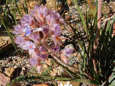 Layered Redroot From Greyton Nature Reserve South Africa On February