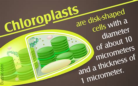 Absorbing Facts About Chloroplast You May Not Have Known Before ...