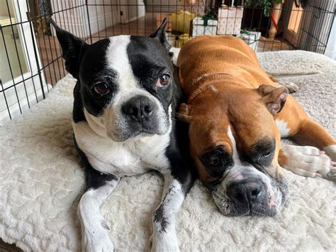 feed  dogs life  health organizer