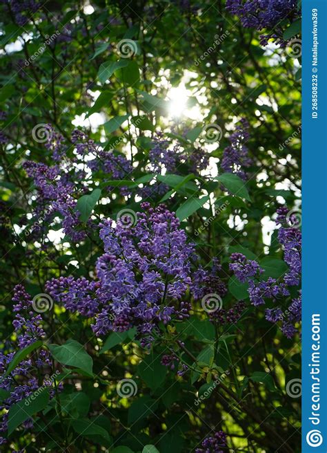 Lilac Syringa Vulgaris Bush Blooms In May Berlin Germany Stock