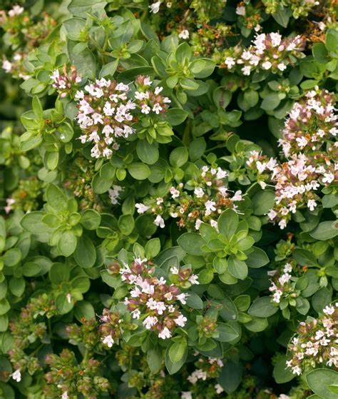 Origanum Vulgare Compactum Oregano Garden Center Marketing